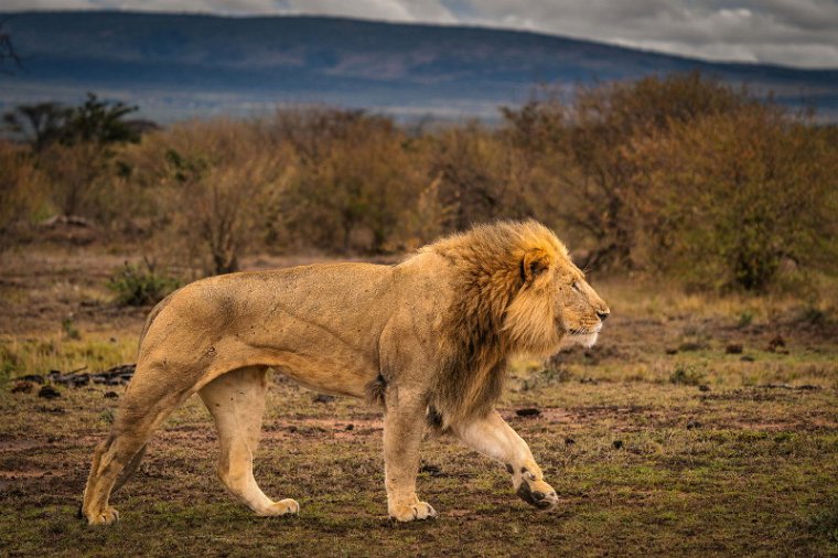 101 Masai Mara, leeuw.jpg